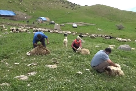 تولید ۲۵۰ تن پشم مرغوب در دره شهر 