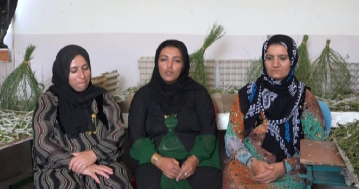 صنعت نوغانداری در کردستان احیا می‌شود