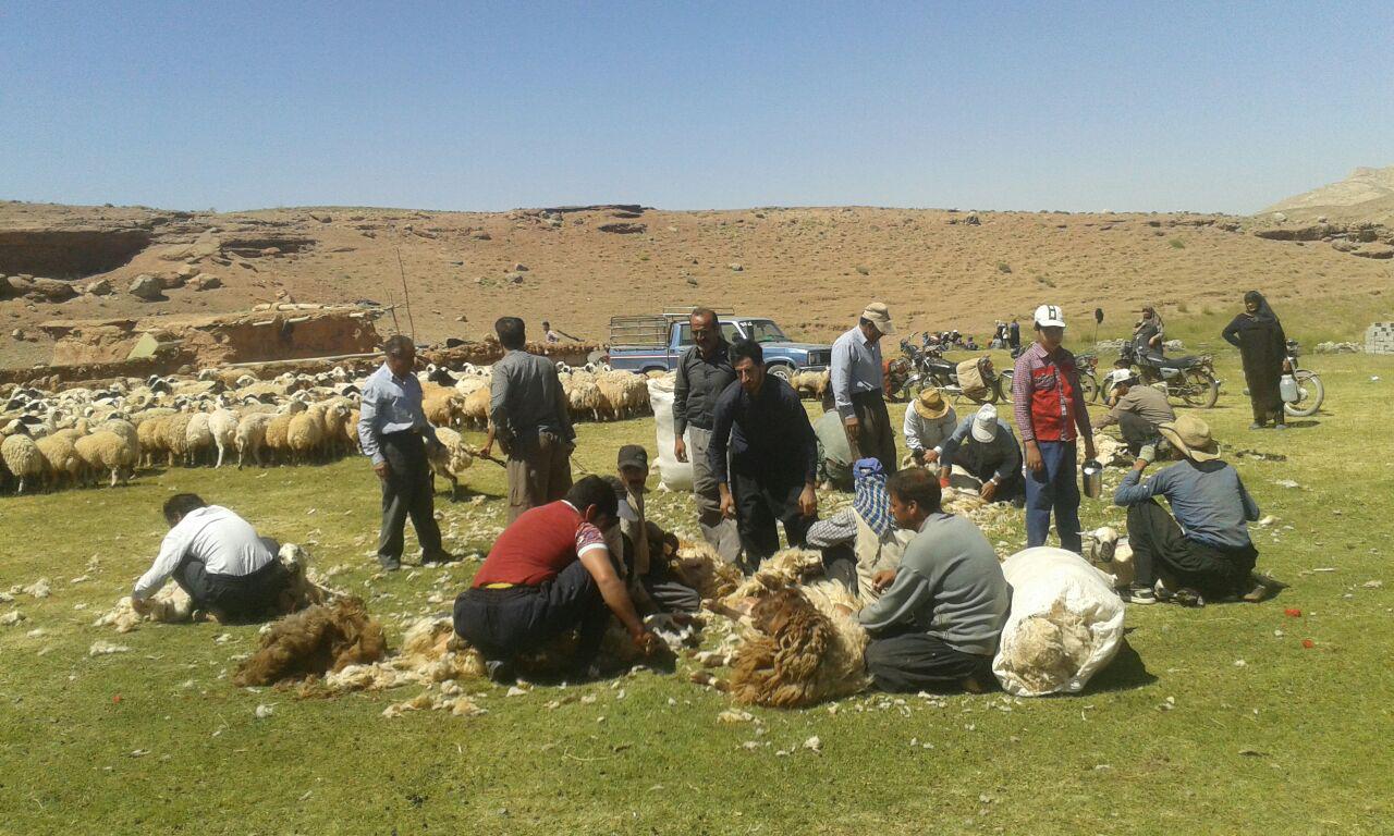 آیین پشم‌چینی جوشقان قالی با پیشینه‌ای بیش از چند قرن